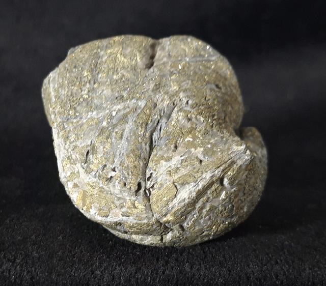 Paraspirifer bownockeri (STEWART 1927) - Bild &copy; FossNet FossilienStore